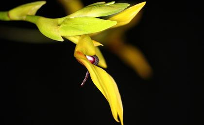 Bulbophyllum_carunculatum_1