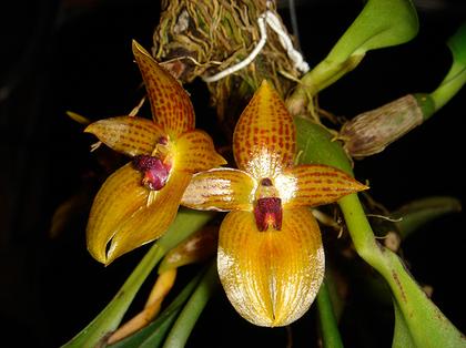 Bulbophyllum_membranifolium
