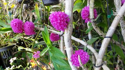Dendrobium_purpureum_3