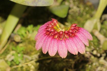 Bulbophyllum_pulchellum