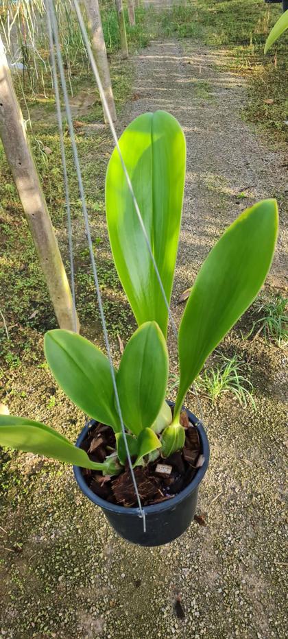 Bulbophyllum_graveolens_plant