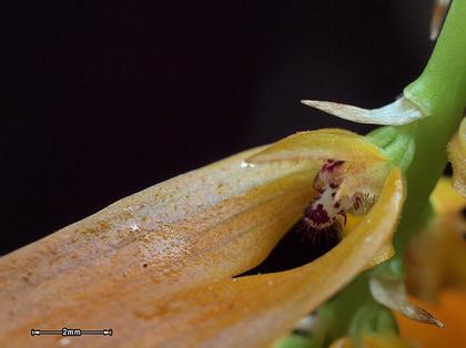 Bulbophyllum_kanburiense