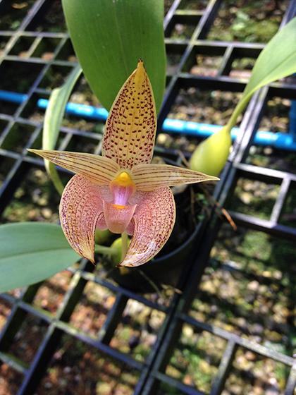 Bulbophyllum_lobbii