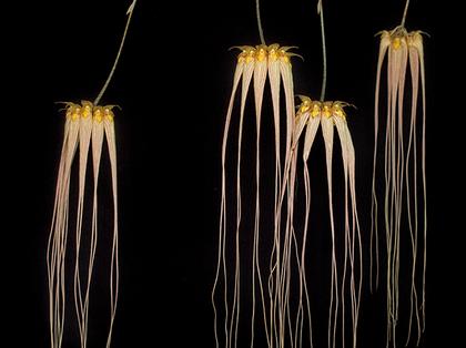 Bulbophyllum_longissimum_3
