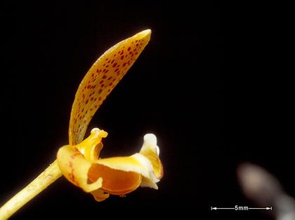 Bulbophyllum_monanthum