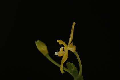 Phalaenopsis_cornucervi_var_flava