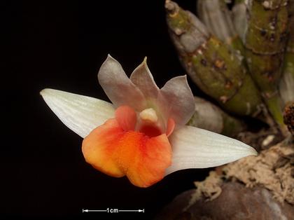 Dendrobium_bellatulum_6