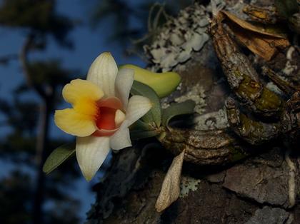 Dendrobium_bellatulum