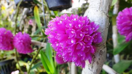 Dendrobium_purpureum_2