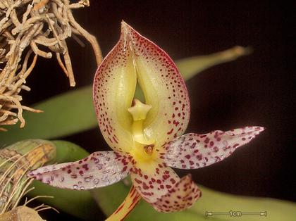 Bulbophyllum_macranthum