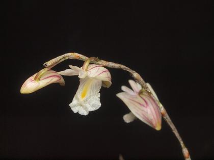 Dendrobium_acerosum