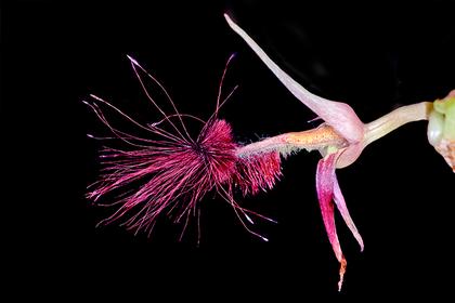 Bulbophyllum_barbigerum