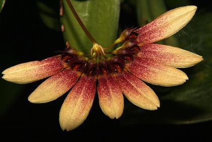 Bulbophyllum_flabellum_veneris_2