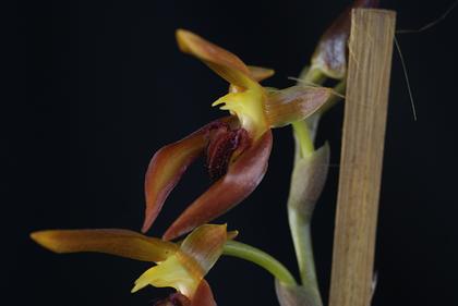 Bulbophyllum_mearnsii_5