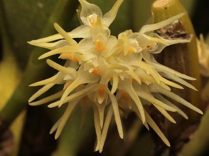 Bulbophyllum_odoratissimum_yellow