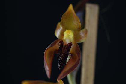 Bulbophyllum_mearnsii_3