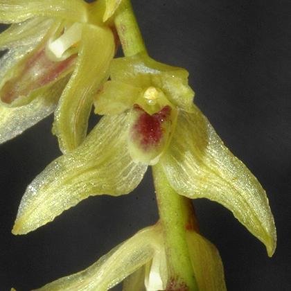 Bulbophyllum_leandrianum_3