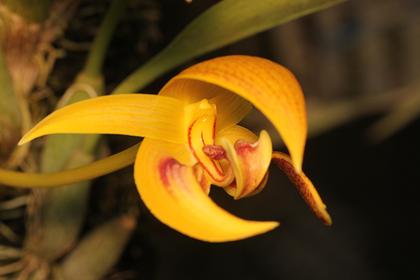 Bulbophyllum_dearei_2