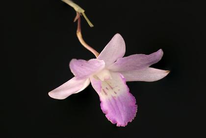 Dendrobium_lancifolium