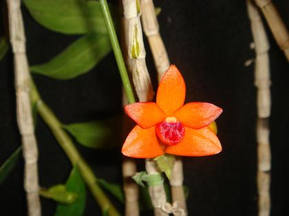 Dendrobium_jacobsonii