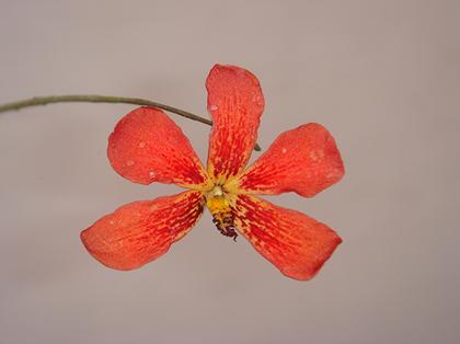Dendrobium_cinnabarinum