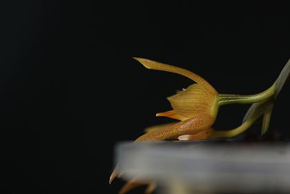 Bulbophyllum_cootesii_4