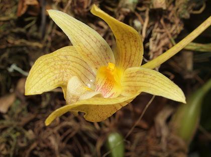 Bulbophyllum_orectopetalum_4
