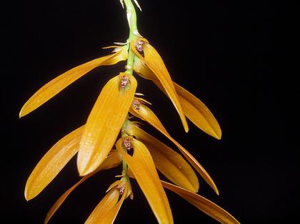 Bulbophyllum_kanburiense_3