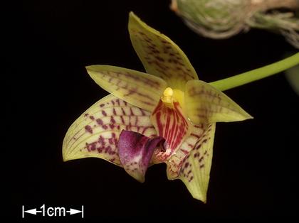 Bulbophyllum_coweniorum_3