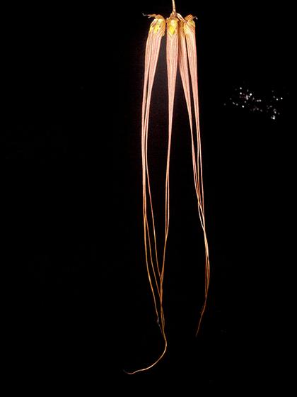 Bulbophyllum_longissimum_2