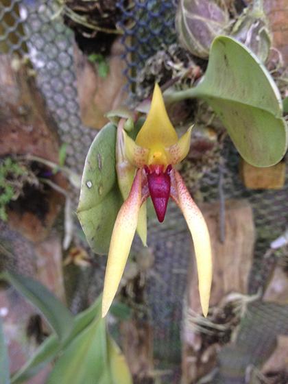 Bulbophyllum_papulosum