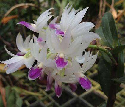Dendrobium_amethystoglossum