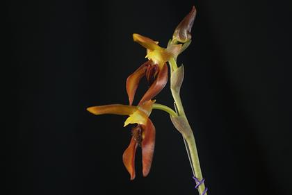 Bulbophyllum_mearnsii_7