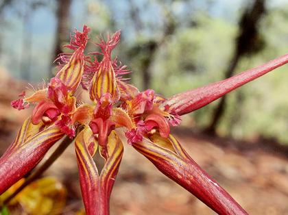 Bulbophyllum_wendlanbianum_3