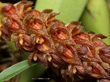 Bulbophyllum_crassipes