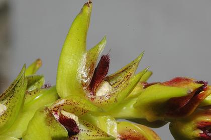 Bulbophyllum_sulfureum_2