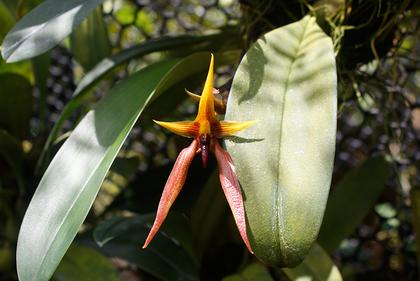 Bulbophyllum_nymphopolitanum