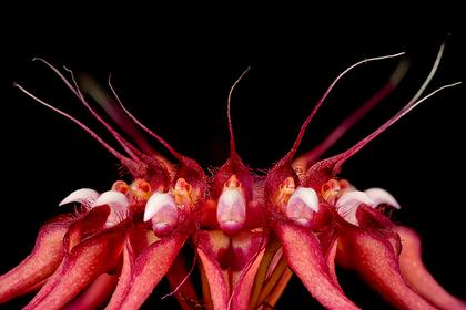 Bulbophyllum_gracillimum