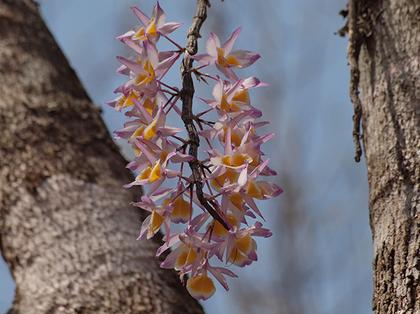 Dendrobium_gratiosissimum