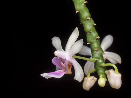 Phalaenopsis_deliciosum