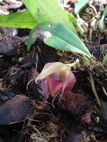 Bulbophyllum_translucidum