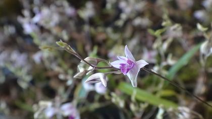 Dendrobium_elliotianum