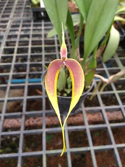 Bulbophyllum_masdevalliaceum