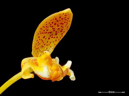 Bulbophyllum_monanthum_2