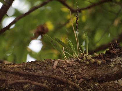 Bulbophyllum_nigrescens
