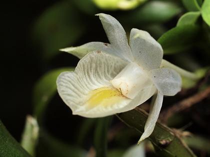Dendrobium_oligophyllum