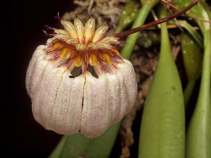 Bulbophyllum_auratum_2