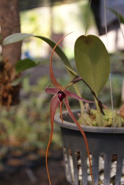 Bulbophyllum_echinolabium_2