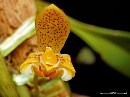 Bulbophyllum_monanthum_3