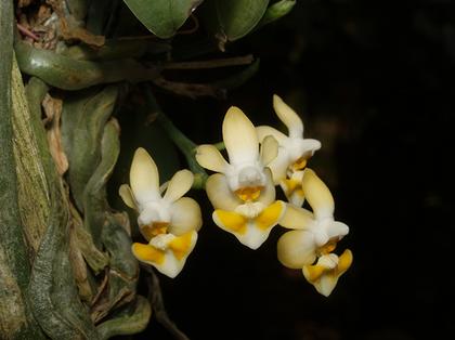 Phalaenopsis_gibbosa